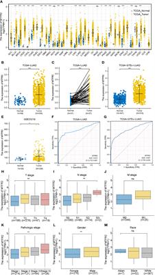 Prognostic Value and Potential Mechanism of MTFR2 in Lung Adenocarcinoma